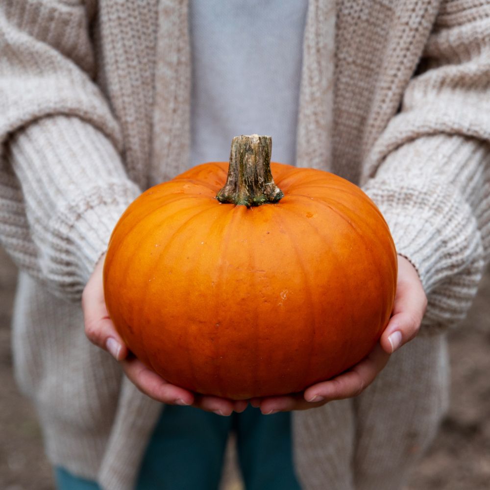pumpkin investigation day